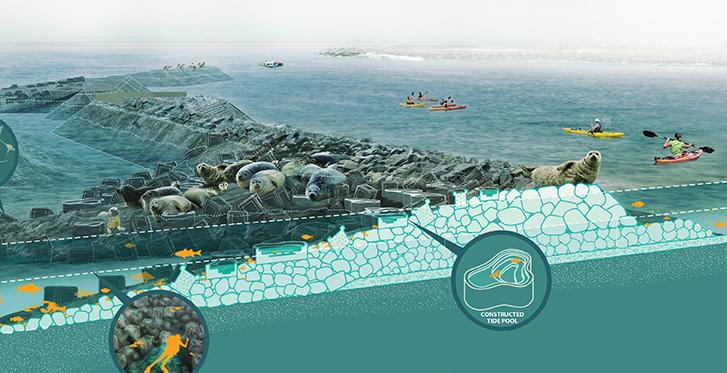 Associate Professor Kate Orff’s Oyster-tecture is a plan to bring oysters back to New York Harbor. Oysters filter water and form reefs that can buffer against storm surges. The project, expected to be completed by 2019, will create bays to host finfish, shellfish and lobsters while reducing erosion. It will also serve as an environmental education site. Courtesy of Kate Orff