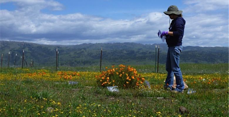 Amelia Wolf in the California field she used to study what effect diversity loss would have on the remaining plants.