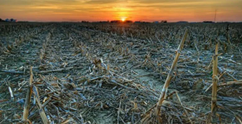 Dried