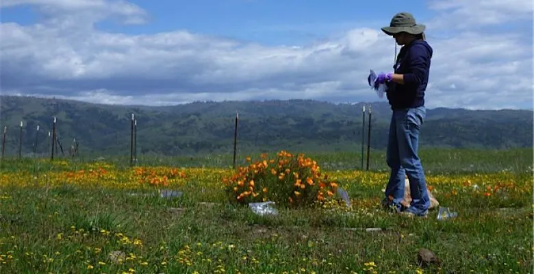 Amelia Wolf in the California field she used to study what effect diversity loss would have on the remaining plants.